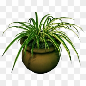 Transparent Marijuana Plant Clipart - Dead Plant Png, Png Download - potted plant png