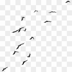 Flock , Png Download - Flock Of Birds Png, Transparent Png - flock of birds png