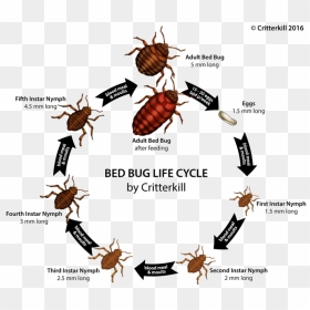 True Bug Png Image - Get Rid Of Bed Bugs Uk, Transparent Png - cockroach png
