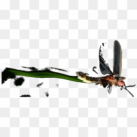 Illustration, HD Png Download - firefly png
