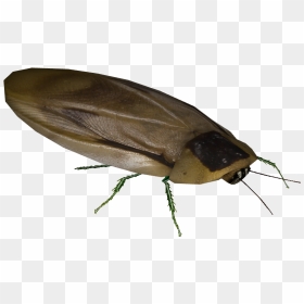 Zoo Tycoon 2 Insect, HD Png Download - cockroach png