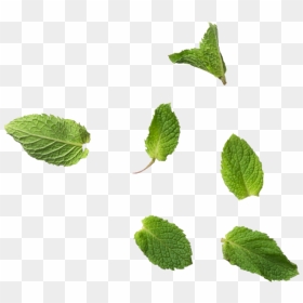 Mint Leaf Png , Png Download - Mint Leaf Png, Transparent Png - mint png