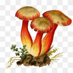 Three Mushroom Transparent Plant Vectors In The Soil - Portable Network Graphics, HD Png Download - soil png