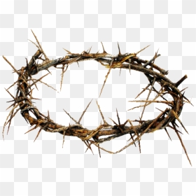 Crown Of Thorns Png Hd Transparent Crown Of Thorns - Crown Of Thorns Transparent, Png Download - thorns png