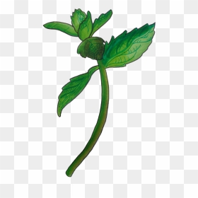 Image Of Mint Clipart , Png Download, Transparent Png - mint png