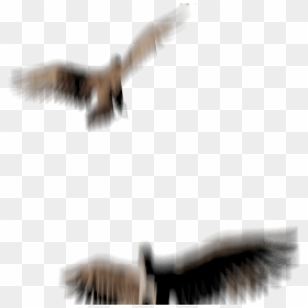 3d Birds - Hawk, HD Png Download - flock of birds png