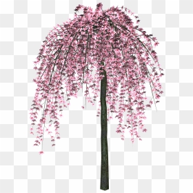 Sakura Png - Розовое Дерево Пнг, Transparent Png - cherry blossom tree png