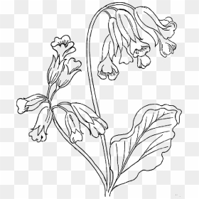 Bluebell Flower Coloring Pages, HD Png Download - rose outline png