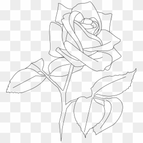 Rose Rose Outline Png - Rose Outline Png Transparent, Png Download - rose outline png