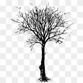 Clip Art Tree Branch Image Silhouette - Leafless Tree Png, Transparent Png - cherry blossom tree png