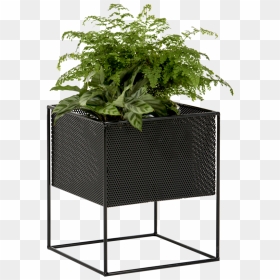 Potted Outdoor Plants Png, Transparent Png - potted plant png