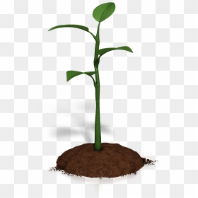 Soil Clipart Plant Growth - Cartoon Plant Growth Png, Transparent Png - soil png