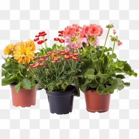 Transparent Potted Flower Clipart - Transparent Png Flower Pots, Png Download - potted plant png