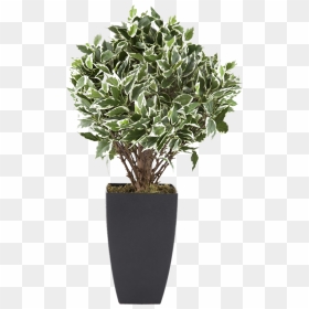 Flowerpot Houseplant Euclidean Vector Tree - Potted Plant Vector Png, Transparent Png - potted plant png