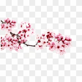 Transparent Japanese Cherry Blossom Tree - Japanese Cherry Blossom Png, Png Download - cherry blossom tree png