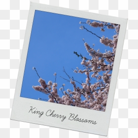 Cherry Blossom Tree - Cherry Blossom, HD Png Download - cherry blossom tree png