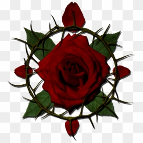 Rose With Thorns Clipart , Png Download - Crown Of Thorns Rose, Transparent Png - thorns png