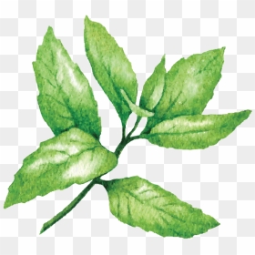 Mint - Vector Graphics, HD Png Download - mint png