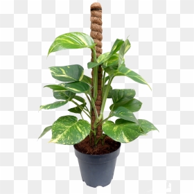 Mony Plant Png, Transparent Png - potted plant png