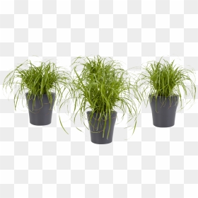 Cyperus Alternifolius , Png Download - Cyperus Alternifolius, Transparent Png - potted plant png