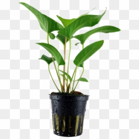 Anubias Gracilis Tropica, HD Png Download - potted plant png
