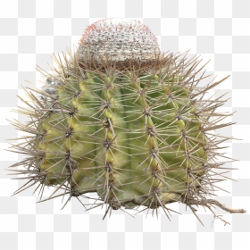 Cactus Thorn Png, Transparent Png - thorns png