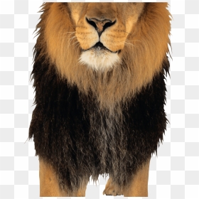Lion Png Image, Transparent Png - Picsart Lion Png Hd, Png Download - lion png hd