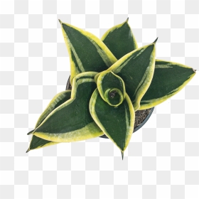Sansevieria Black Star - Stonecrop Family, HD Png Download - black star png