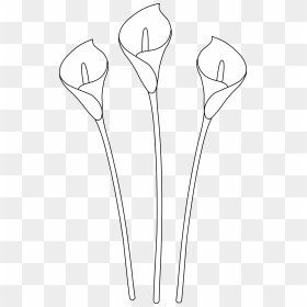 Flower Outline Clipart Lily - Easy Calla Lily Drawing, HD Png Download - rose outline png