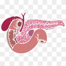 Cartoon Pancreas Transparent Background, Hd Png Download - Pancreas Transparent Background, Png Download - rakhi vector png