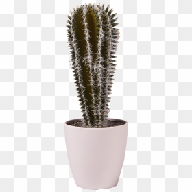Pl76 - Houseplant, HD Png Download - thorns png