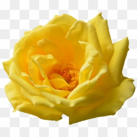 Hd Png File Size - Yellow Flower Png Format, Transparent Png - flower png hd