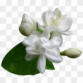 Images Free Download - Jasmine Flower Png, Transparent Png - flower png hd