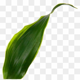 Sansevieria Black Star - Bud, HD Png Download - black star png