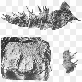 Fossils Png Images - Igneous Rock, Transparent Png - thorns png