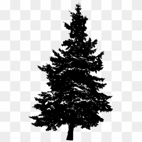 Pine Silhouette Fir Tree - Silhouette Of A Pine Tree, HD Png Download - christmas tree vector png