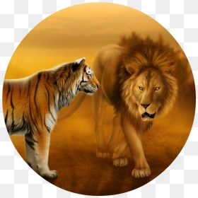 Wallpapers Of Tigers And Lions Dekstop Wallpaper Hd - Tiger Wallpaper Tiger Photos Download, HD Png Download - lion png hd