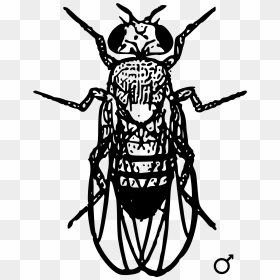 Locus Sniper Png , Png Download - Bobbed Gene In Drosophila, Transparent Png - locus png