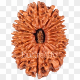 Eighteen Mukhi Rudraksha Rudraksha - Chocolate Cake, HD Png Download - flower mala png