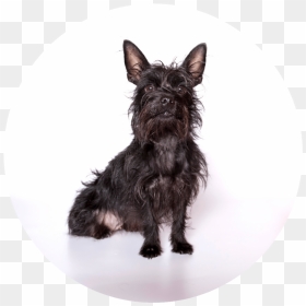 Puppy Board And Train - Scottish Terrier, HD Png Download - train png images