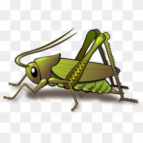 Bugs Vector Cricket - Cricket Insect Clip Art, HD Png Download - cricket vector png