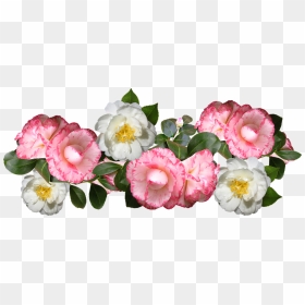 Transparent Japanese Flower Png - Camelias Png, Png Download - flowers bokeh png