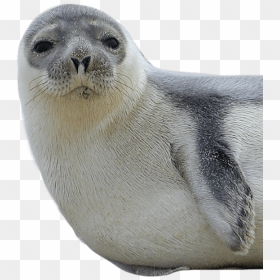 Thumb Image - Seal Animal Png, Transparent Png - seal png