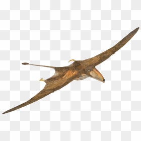 Pterosaurs Png Images Transparent Free Download - Peteinosaurus Walking With Dinosaurs, Png Download - pterodactyl png
