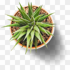 Flower Pot From Top Png, Transparent Png - flower mala png
