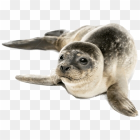 Grey Seal Png , Png Download - Seal Meaning In Hindi, Transparent Png - seal png
