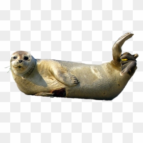 Seal Animal Png, Transparent Png - seal png