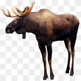 Moose Png Pic - Moose Png, Transparent Png - moose png