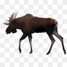 Moose Vector Graphics Illustration Silhouette Image - Moose Png, Transparent Png - moose png