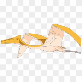 Illustration, HD Png Download - pterodactyl png